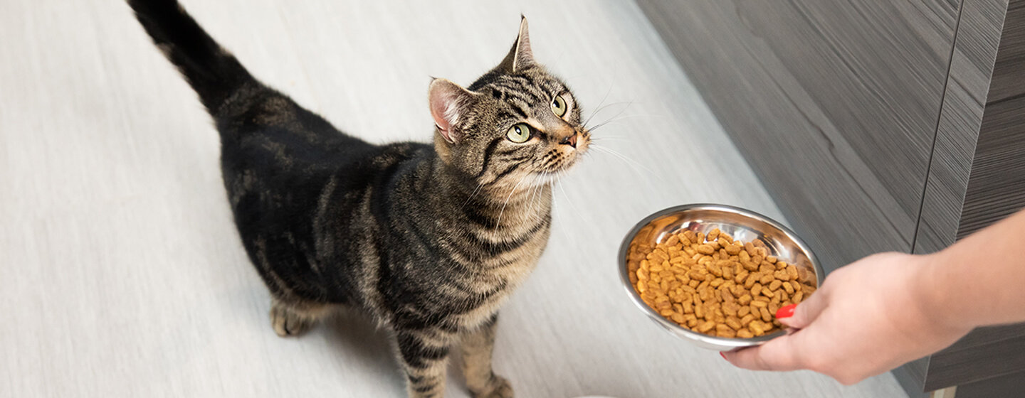 Cat Feeding Advice Top Tips Purina New Zealand